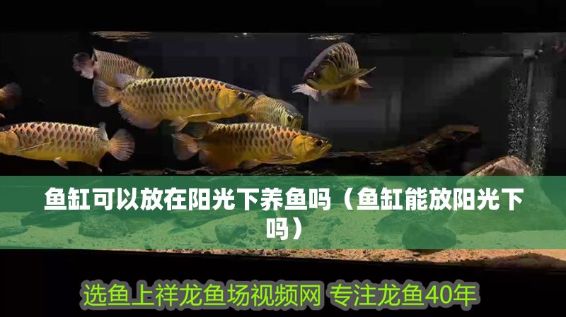 魚缸可以放在陽光下養魚嗎（魚缸能放陽光下嗎）