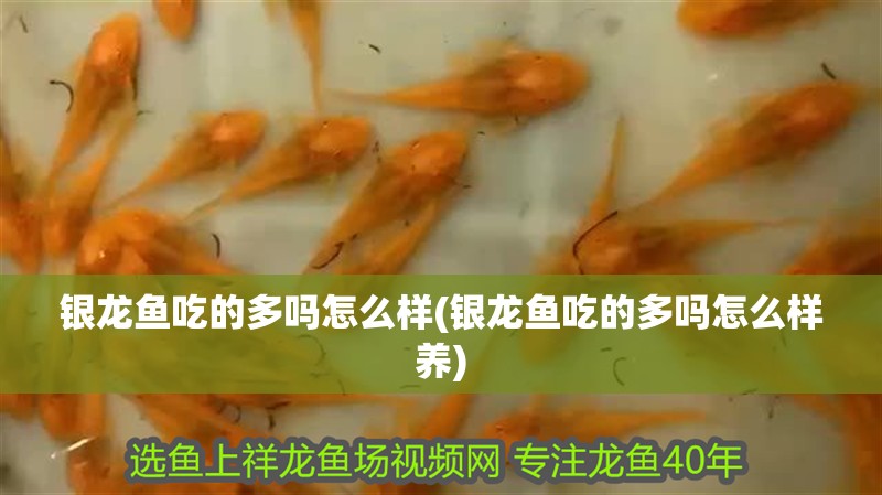 銀龍魚吃的多嗎怎么樣(銀龍魚吃的多嗎怎么樣養(yǎng))