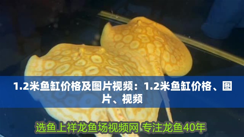 1.2米魚缸價格及圖片視頻：1.2米魚缸價格、圖片、視頻