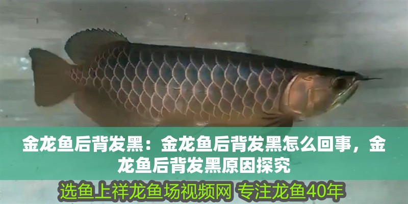 金龍魚后背發黑：金龍魚后背發黑怎么回事，金龍魚后背發黑原因探究