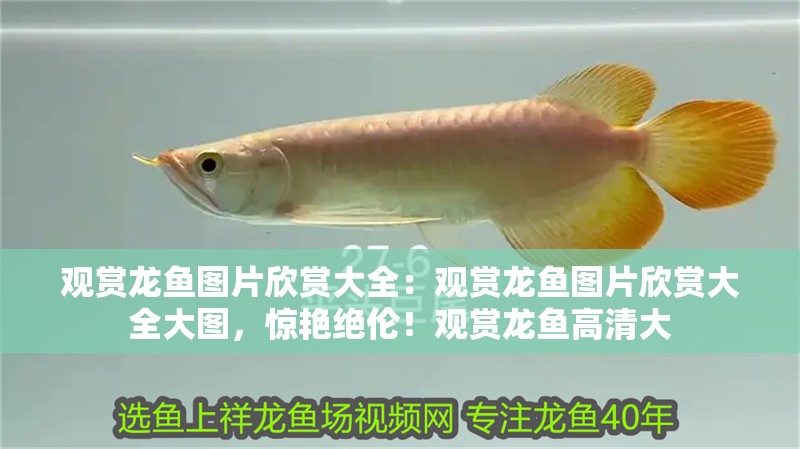 觀賞龍魚圖片欣賞大全：觀賞龍魚圖片欣賞大全大圖，驚艷絕倫！觀賞龍魚高清大