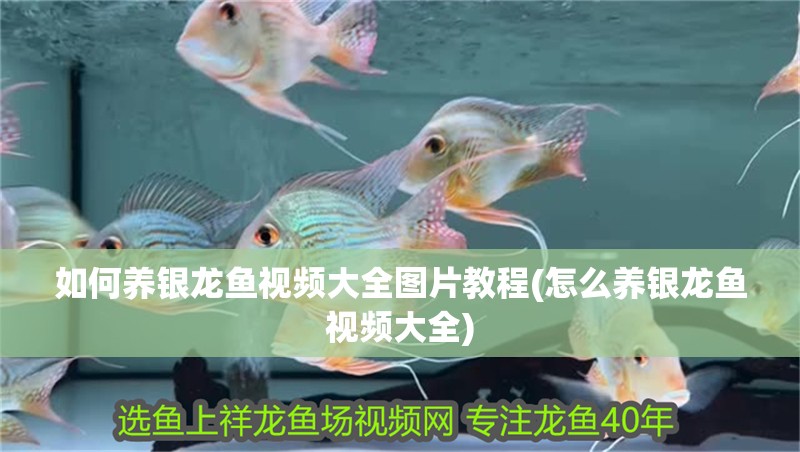 如何養銀龍魚視頻大全圖片教程(怎么養銀龍魚視頻大全)