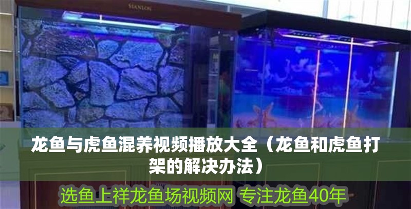 龍魚與虎魚混養(yǎng)視頻播放大全（龍魚和虎魚打架的解決辦法）