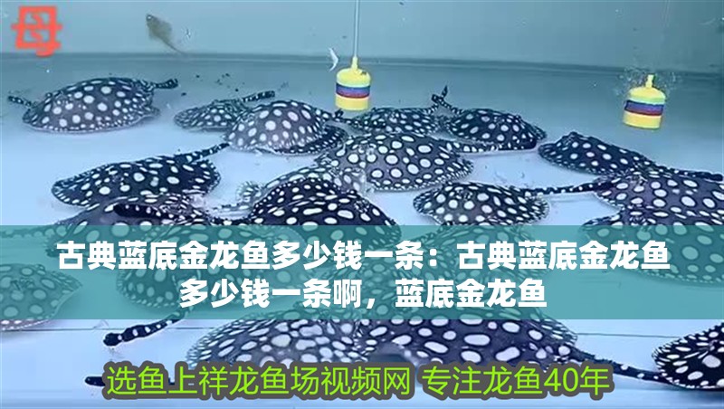 古典藍底金龍魚多少錢一條：古典藍底金龍魚多少錢一條啊，藍底金龍魚