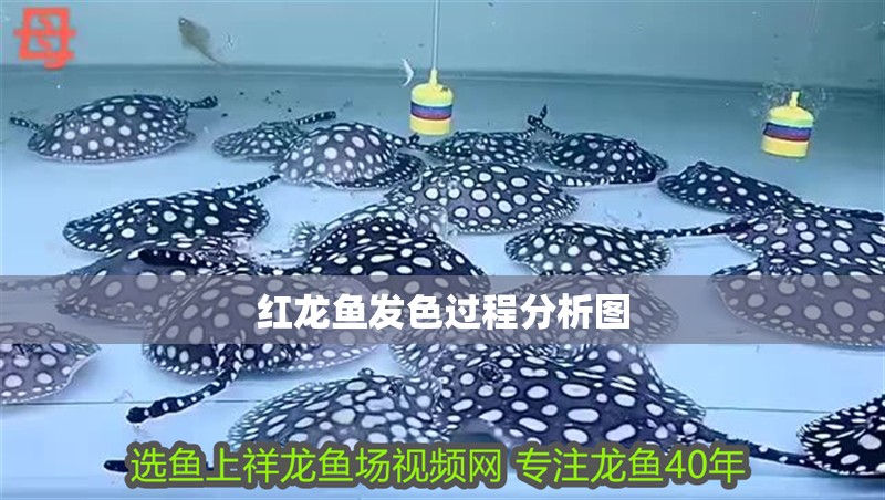 紅龍魚發色過程分析圖