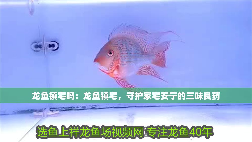 龍魚鎮宅嗎：龍魚鎮宅，守護家宅安寧的三味良藥