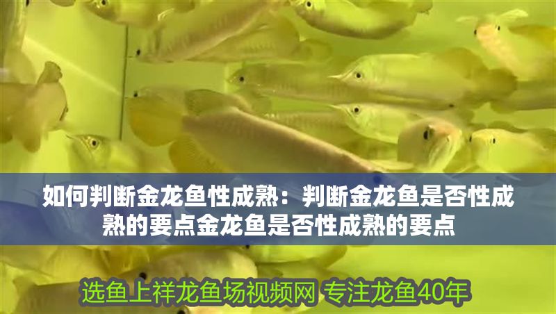 如何判斷金龍魚性成熟：判斷金龍魚是否性成熟的要點金龍魚是否性成熟的要點