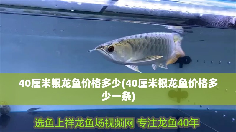 40厘米銀龍魚(yú)價(jià)格多少(40厘米銀龍魚(yú)價(jià)格多少一條)