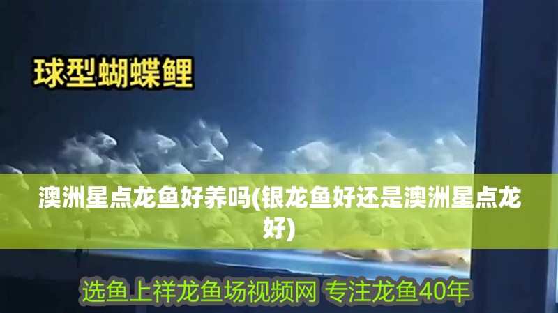 澳洲星點龍魚好養嗎(銀龍魚好還是澳洲星點龍好)