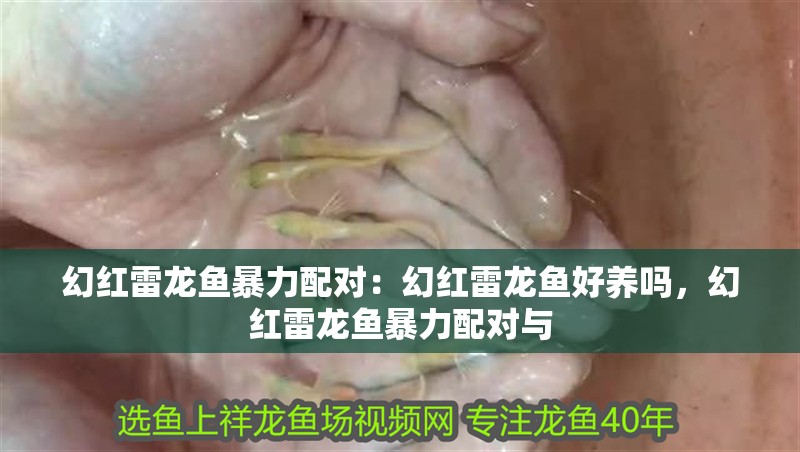 幻紅雷龍魚暴力配對：幻紅雷龍魚好養嗎，幻紅雷龍魚暴力配對與