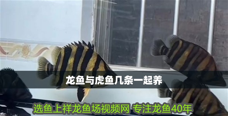 龍魚與虎魚幾條一起養