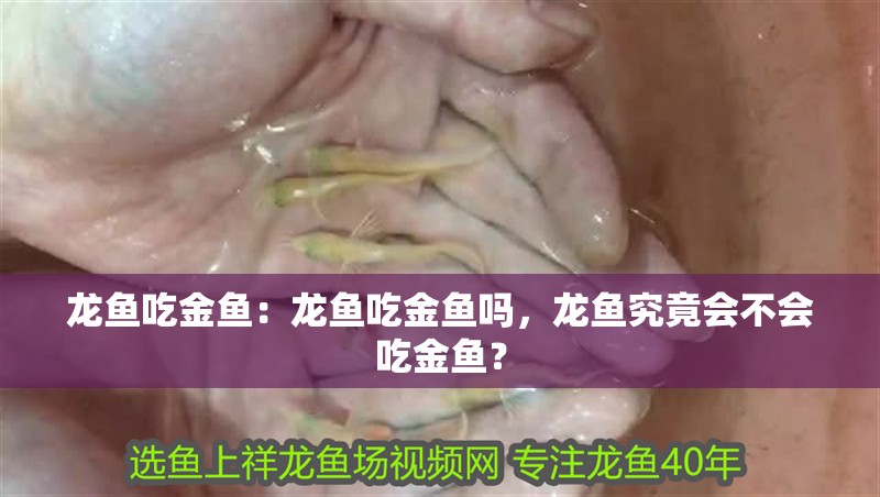 龍魚吃金魚：龍魚吃金魚嗎，龍魚究竟會不會吃金魚？