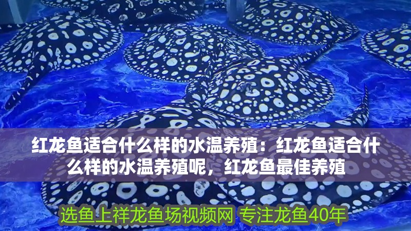 紅龍魚適合什么樣的水溫養殖：紅龍魚適合什么樣的水溫養殖呢，紅龍魚最佳養殖