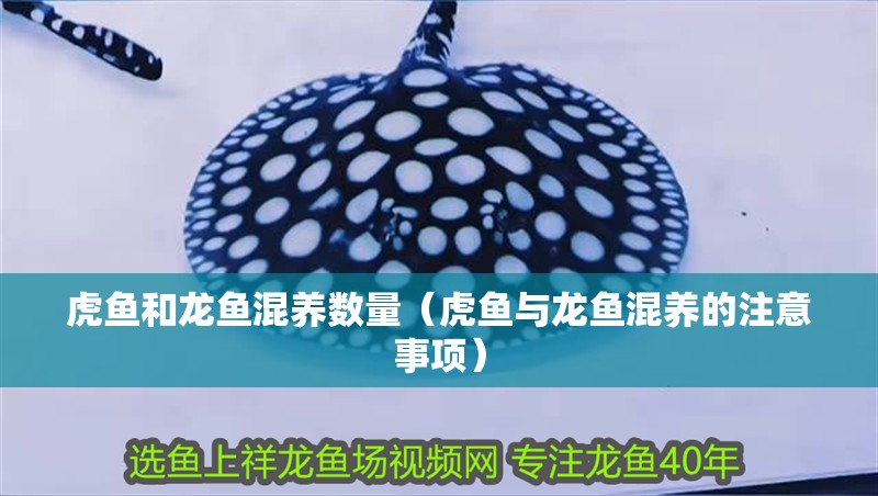 虎魚和龍魚混養數量（虎魚與龍魚混養的注意事項）