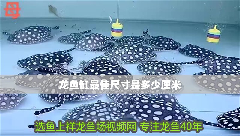 龍魚缸最佳尺寸是多少厘米