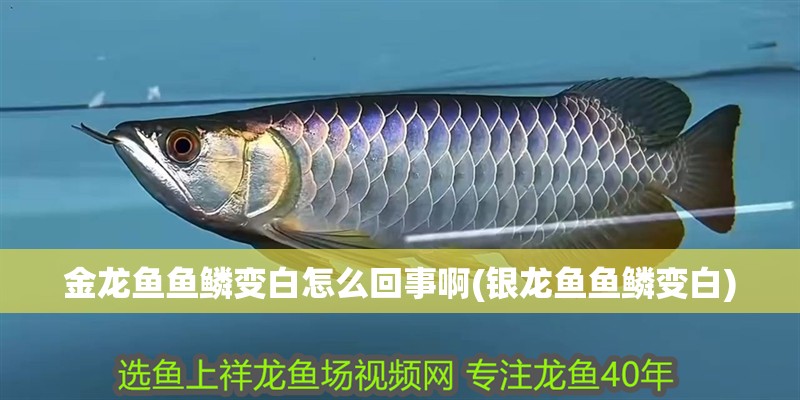 金龍魚魚鱗變白怎么回事啊(銀龍魚魚鱗變白)