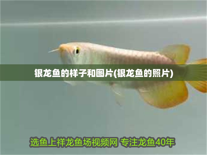 銀龍魚的樣子和圖片(銀龍魚的照片)