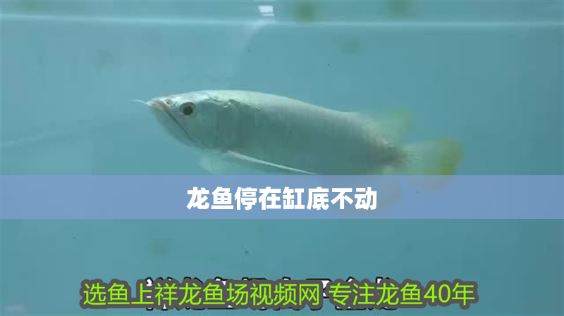 龍魚停在缸底不動