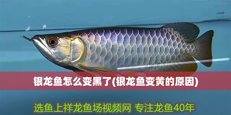 銀龍魚怎么變黑了(銀龍魚變黃的原因)