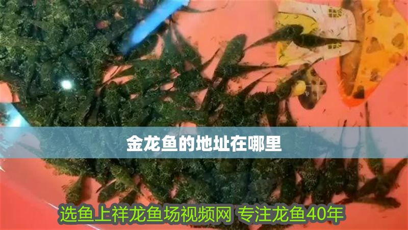 金龍魚的地址在哪里