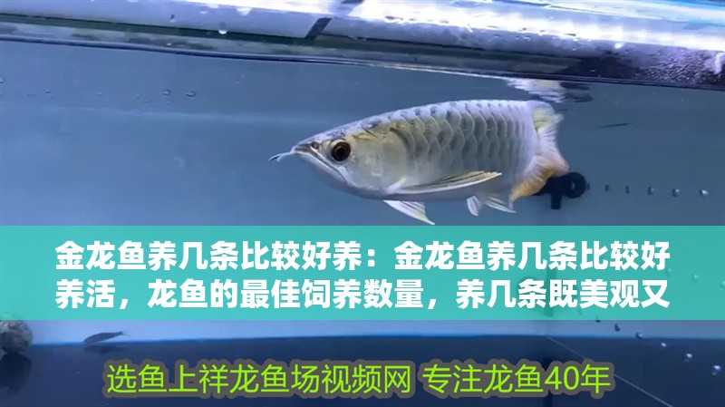 金龍魚養幾條比較好養：金龍魚養幾條比較好養活，龍魚的最佳飼養數量，養幾條既美觀又易成活