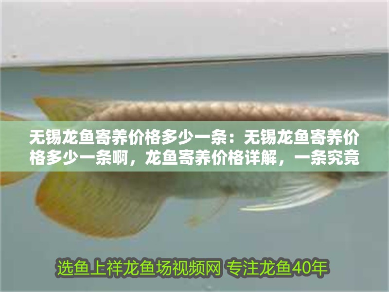 無錫龍魚寄養(yǎng)價格多少一條：無錫龍魚寄養(yǎng)價格多少一條啊，龍魚寄養(yǎng)價格詳解，一條究竟