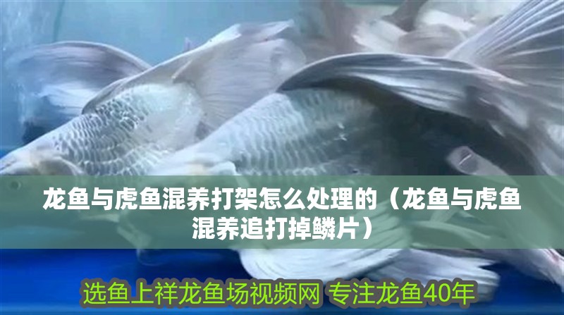 龍魚與虎魚混養(yǎng)打架怎么處理的（龍魚與虎魚混養(yǎng)追打掉鱗片）