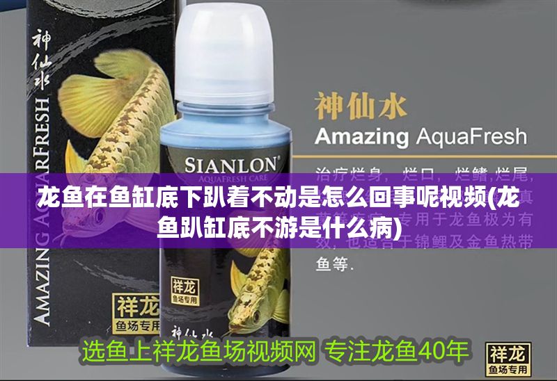 龍魚在魚缸底下趴著不動是怎么回事呢視頻(龍魚趴缸底不游是什么病)