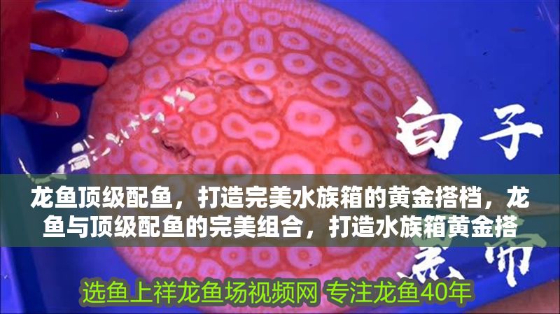 生態盆景魚缸圖片大全集（生態缸造景圖）