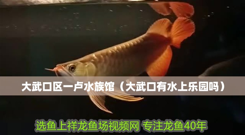 大武口區一盧水族館（大武口有水上樂園嗎）