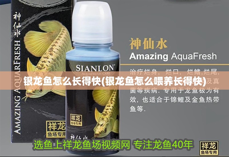 銀龍魚怎么長得快(銀龍魚怎么喂養長得快)