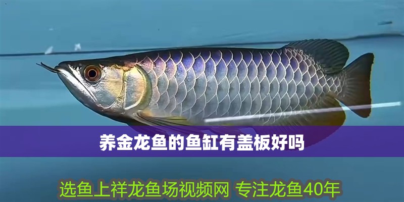 養金龍魚的魚缸有蓋板好嗎 養金龍魚的魚缸有蓋板好嗎 龍魚百科