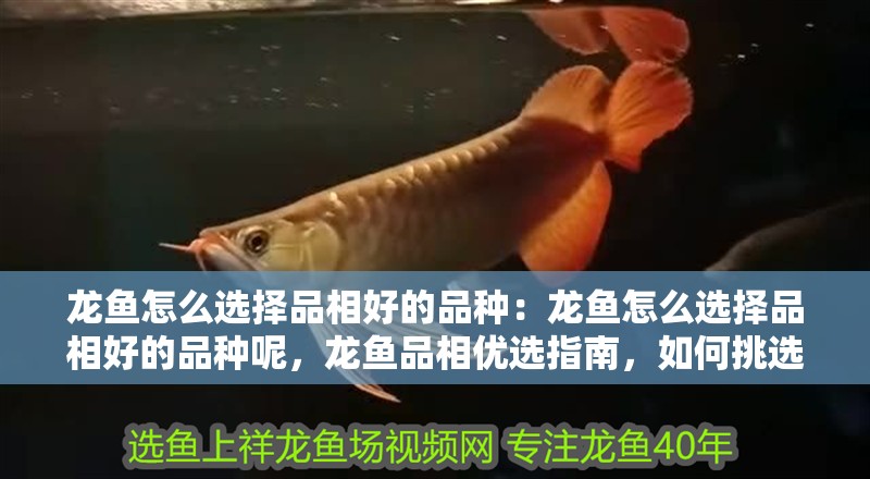 龍魚怎么選擇品相好的品種：龍魚怎么選擇品相好的品種呢，龍魚品相優選指南，如何挑選出高品質的龍魚品種