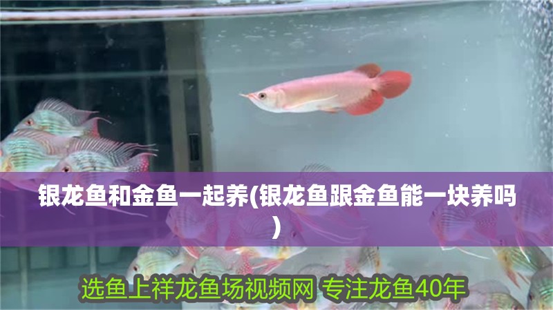 銀龍魚和金魚一起養(銀龍魚跟金魚能一塊養嗎)