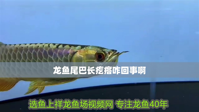 龍魚尾巴長疙瘩咋回事啊