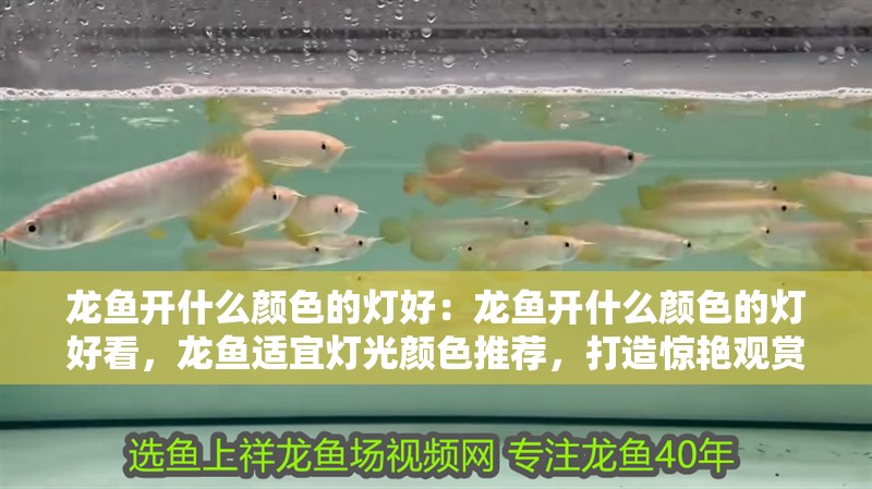 龍魚開什么顏色的燈好：龍魚開什么顏色的燈好看，龍魚適宜燈光顏色推薦，打造驚艷觀賞效果的最佳選擇 龍魚開什么顏色的燈好：龍魚開什么顏色的燈好看，龍魚適宜燈光顏色推薦，打造驚艷觀賞效果的最佳選擇 水族問答