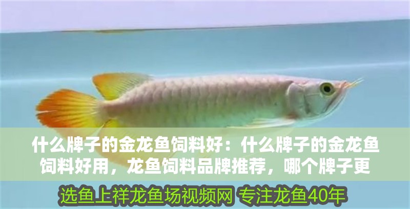 什么牌子的金龍魚飼料好：什么牌子的金龍魚飼料好用，龍魚飼料品牌推薦，哪個牌子更 什么牌子的金龍魚飼料好：什么牌子的金龍魚飼料好用，龍魚飼料品牌推薦，哪個牌子更 水族問答
