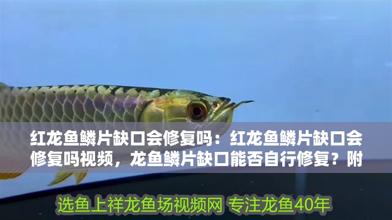 紅龍魚鱗片缺口會修復嗎：紅龍魚鱗片缺口會修復嗎視頻，龍魚鱗片缺口能否自行修復？附