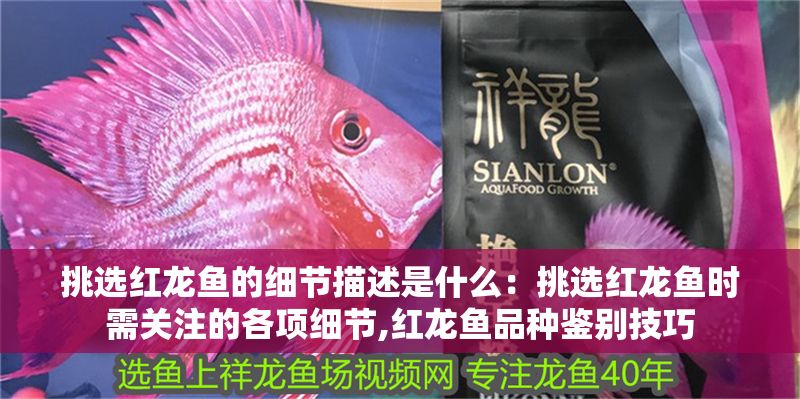 挑選紅龍魚的細節描述是什么:挑選紅龍魚時需關注的各項細節,紅龍魚品種鑒別技巧 紅龍魚百科 第1張 挑選紅龍魚的細節描述是什么:挑選紅龍魚時需關注的各項細節,紅龍魚品種鑒別技巧 挑選紅龍魚的細節描述是什么:挑選紅龍魚時需關注的各項細節,紅龍魚品種鑒別技巧 紅龍魚百科 第1張