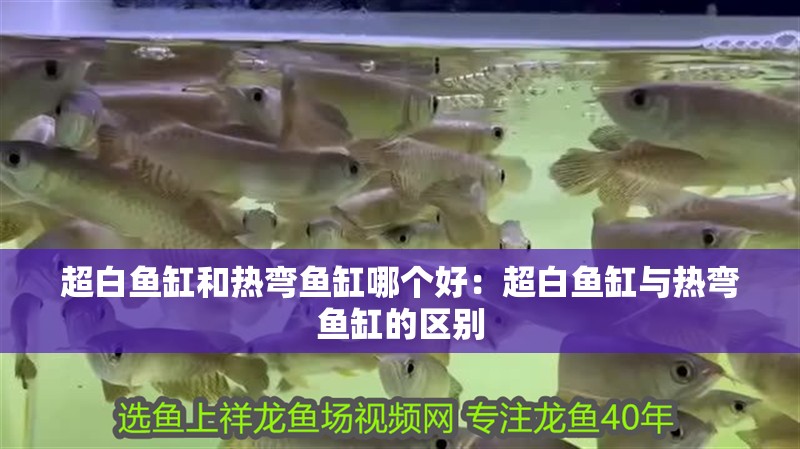 超白魚缸和熱彎魚缸哪個好：超白魚缸與熱彎魚缸的區別