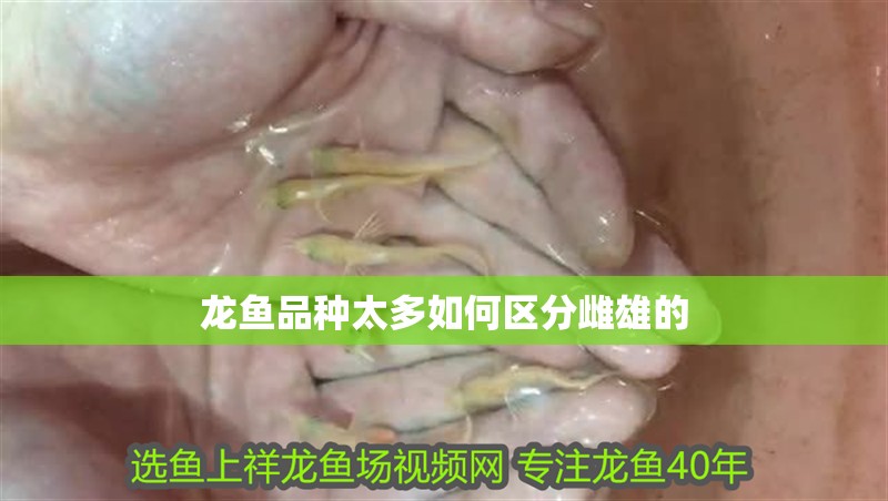 龍魚品種太多如何區分雌雄的