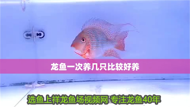 龍魚一次養(yǎng)幾只比較好養(yǎng) 龍魚百科 龍魚一次養(yǎng)幾只比較好養(yǎng) 龍魚一次養(yǎng)幾只比較好養(yǎng) 龍魚百科