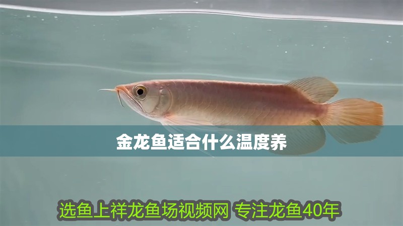 金龍魚適合什么溫度養(yǎng)