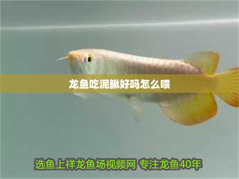 龍魚吃泥鰍好嗎怎么喂 龍魚吃泥鰍好嗎怎么喂 龍魚百科