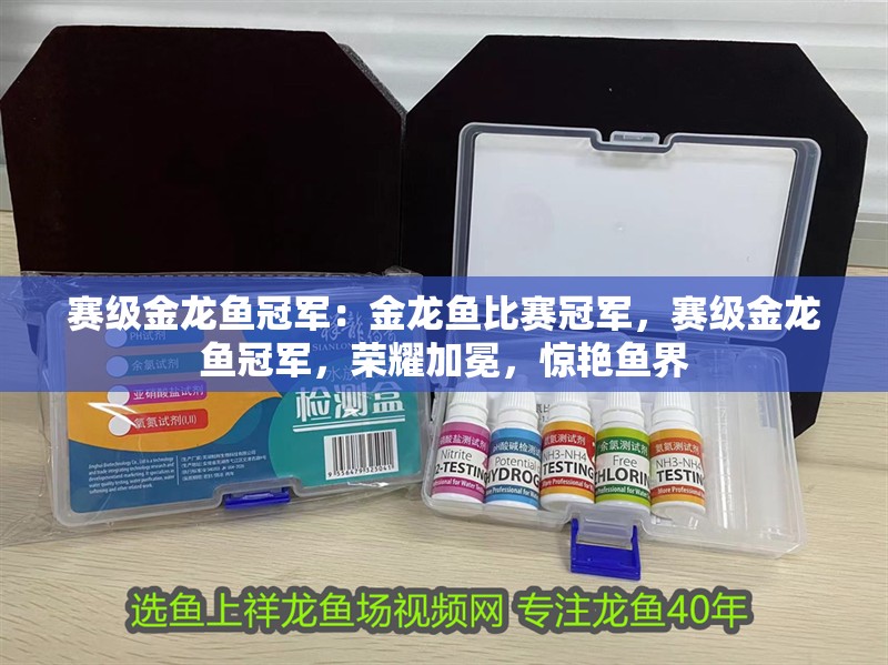 賽級金龍魚冠軍：金龍魚比賽冠軍，賽級金龍魚冠軍，榮耀加冕，驚艷魚界