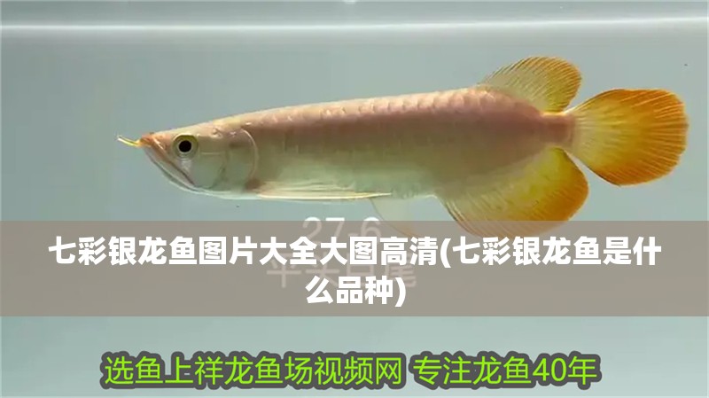 七彩銀龍魚圖片大全大圖高清(七彩銀龍魚是什么品種)