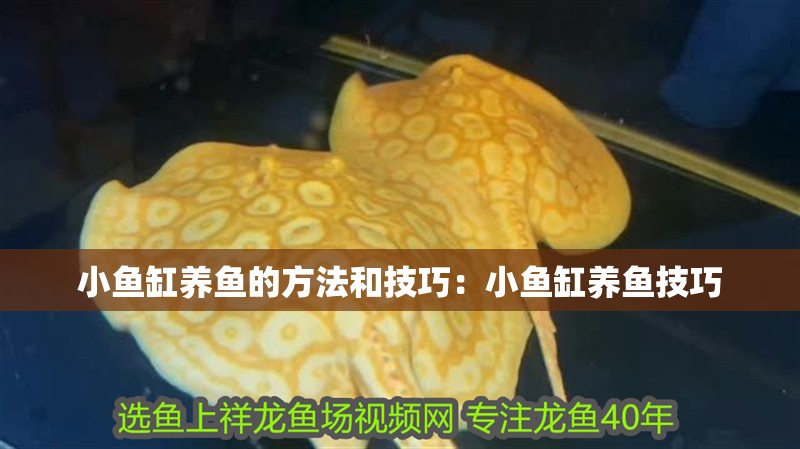小魚缸養魚的方法和技巧：小魚缸養魚技巧 小魚缸養魚的方法和技巧：小魚缸養魚技巧 魚缸百科