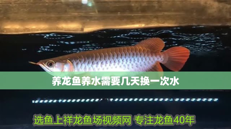 養(yǎng)龍魚養(yǎng)水需要幾天換一次水