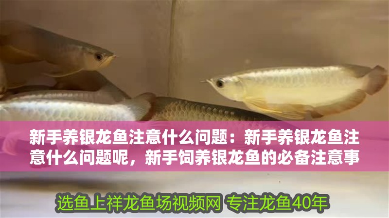 新手養銀龍魚注意什么問題：新手養銀龍魚注意什么問題呢，新手飼養銀龍魚的必備注意事項
