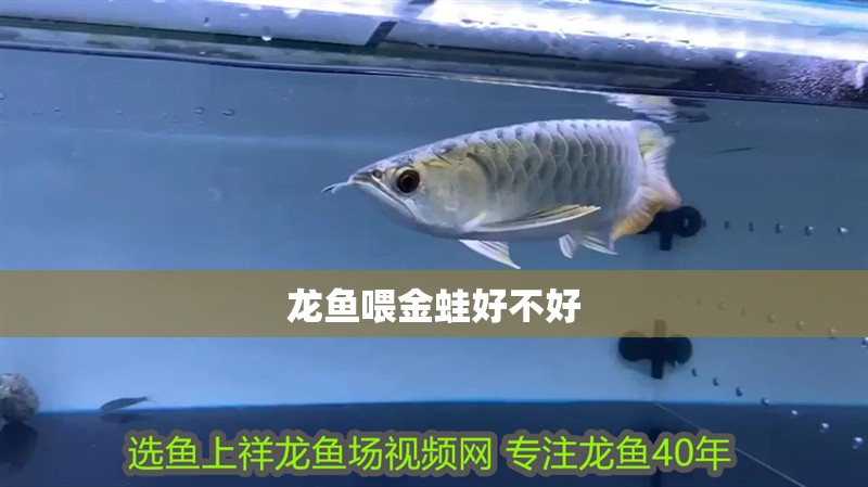 龍魚喂金蛙好不好
